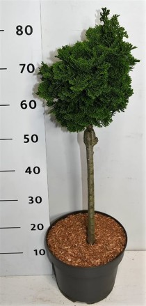 Chamaecyparis o. 'Nana Gracilis'