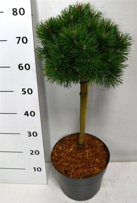 Pinus mugo 'Mops'