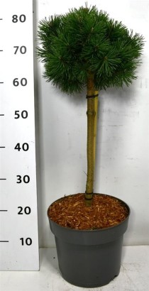 Pinus mugo 'Mops'