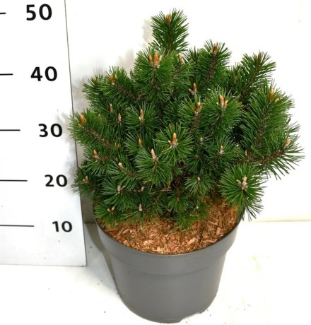 Pinus mugo 'Humpy'