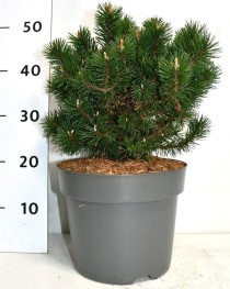 Pinus mugo 'Humpy'