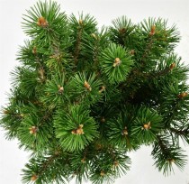 Pinus mugo 'Humpy'