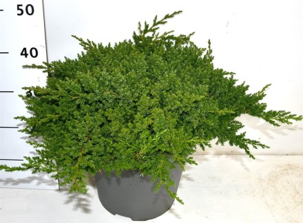 Juniperus procumbens 'Nana'