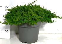 Juniperus procumbens 'Nana'