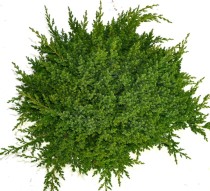 Juniperus procumbens 'Nana'