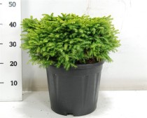 Picea a. 'Little Gem'