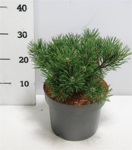Pinus mugo 'Mops'