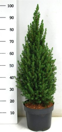 Picea gl. 'Perfecta'