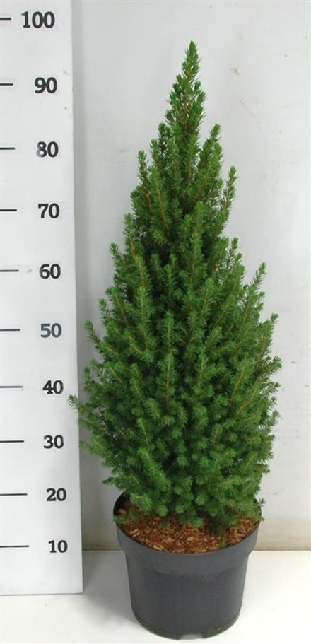 Picea gl. 'Perfecta'