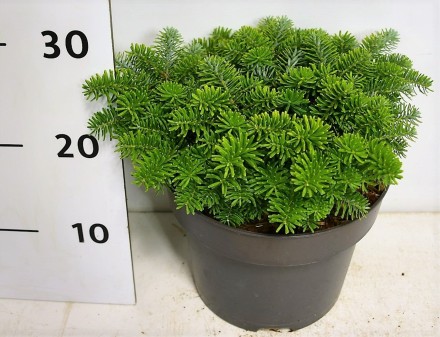 Abies k. 'Brillant'