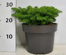 Abies k. 'Brillant'