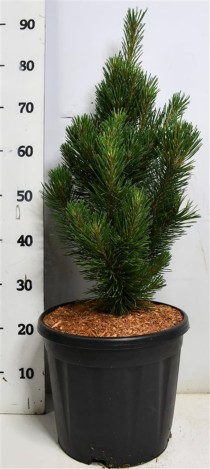 Pinus mugo 'Rigi'