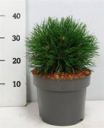 Pinus mugo 'Varella'