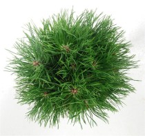 Pinus mugo 'Varella'