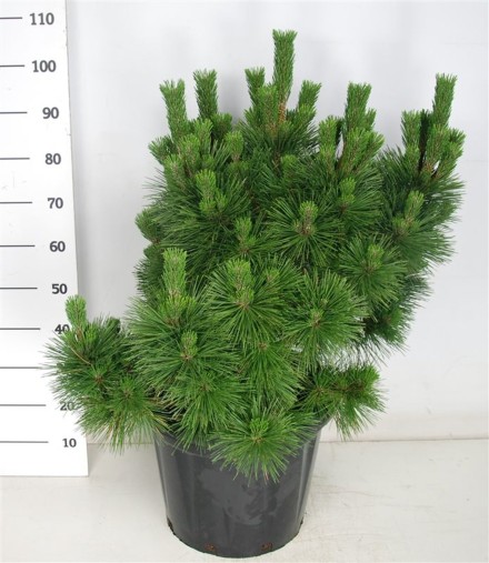 Pinus thunbergii 'Thunderhead'