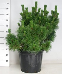 Pinus thunbergii 'Thunderhead'