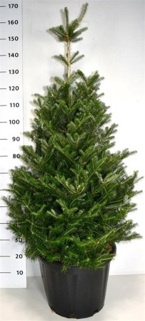 Abies koreana