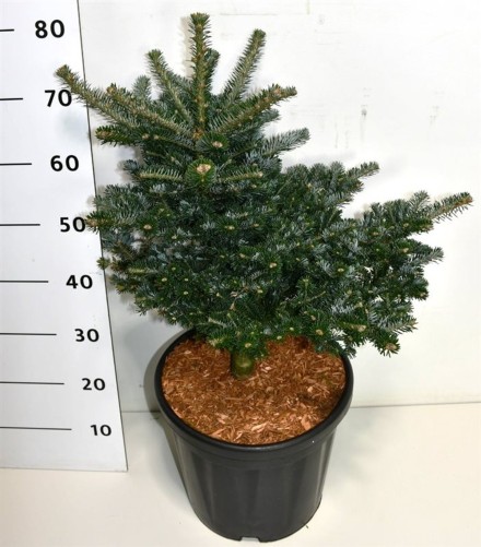 Abies k. 'Discus'