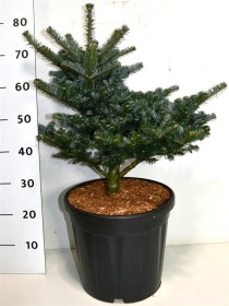 Abies k. 'Discus'