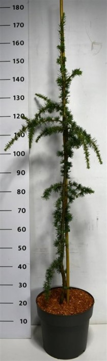 Cedrus atl. 'Glauca Pendula'