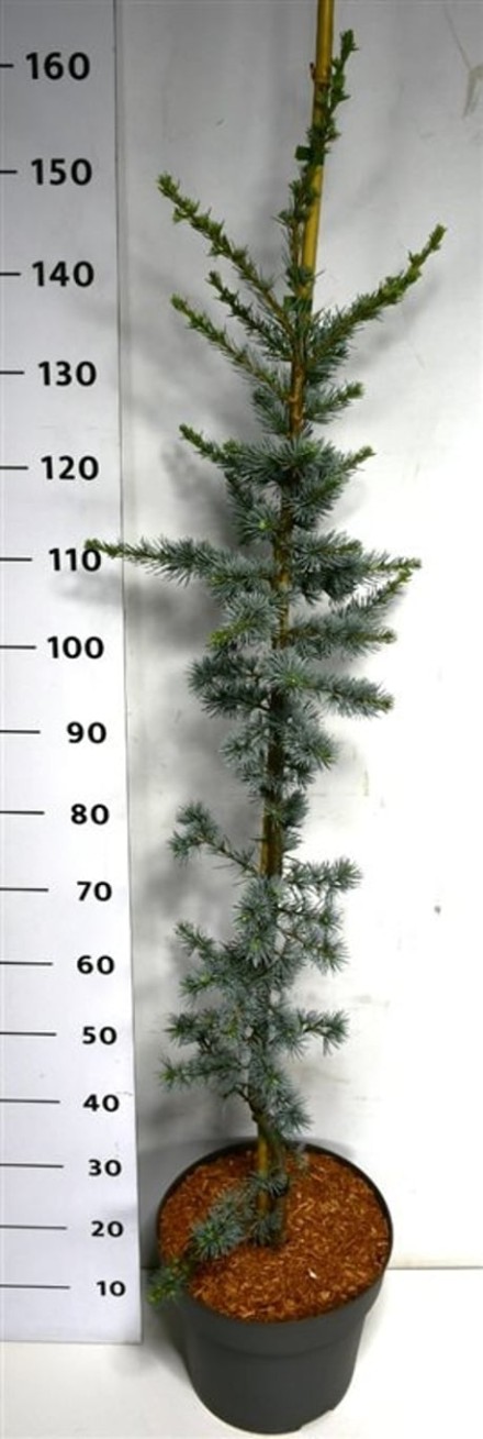 Cedrus l. 'Glauca'