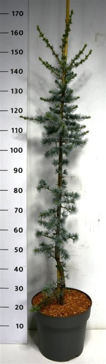 Cedrus l. 'Glauca'