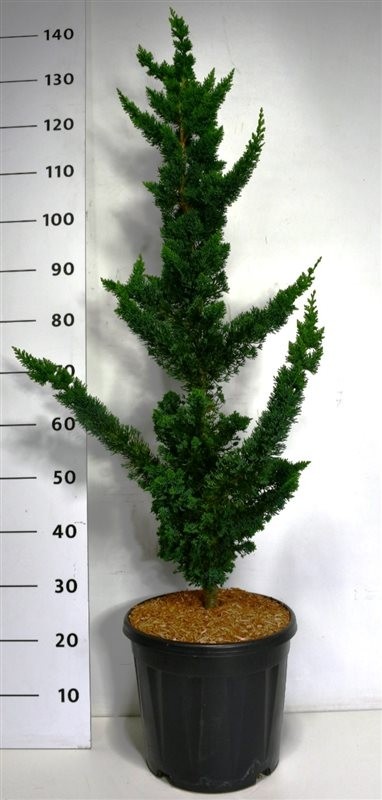 Chamaecyparis l. 'Wissel's Saguaro'