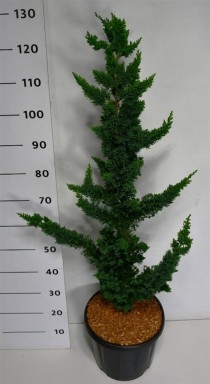 Chamaecyparis l. 'Wissel's Saguaro'