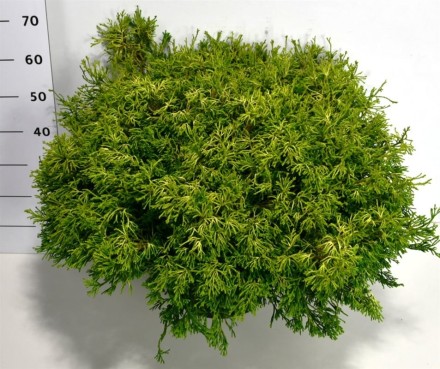 Chamaecyparis o. 'Gitte'
