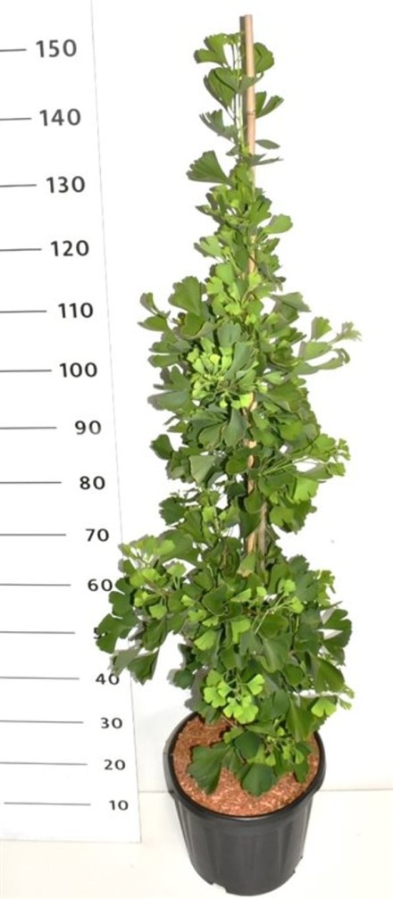 Ginkgo bil. Fastigiata Blagon