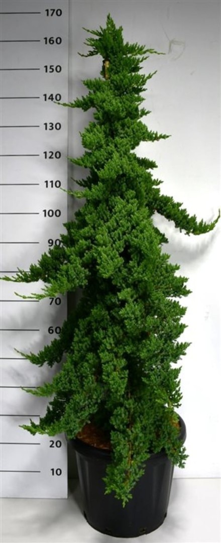 Juniperus procumbens 'Nana'
