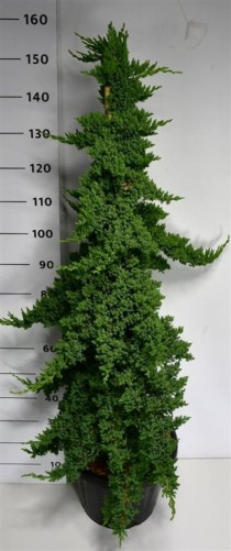Juniperus procumbens 'Nana'