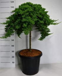 Juniperus procumbens 'Nana'