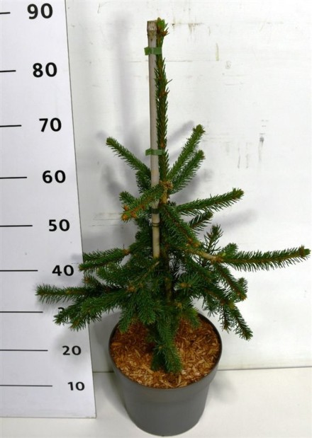 Picea a. 'Inversa'