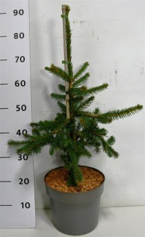 Picea a. 'Inversa'