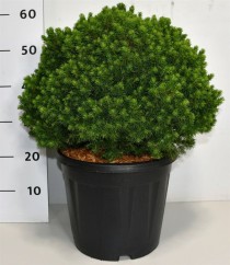Picea gl. 'Alberta Globe'