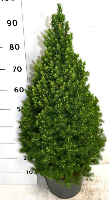 Picea gl. 'Perfecta'