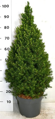 Picea gl. 'Perfecta'