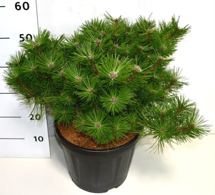 Pinus d. 'Jane Kluis'