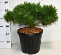 Pinus d. 'Low Glow'