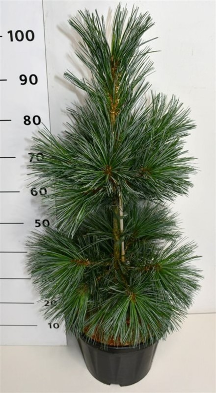 Pinus flex. 'Vanderwolf's Pyramid'