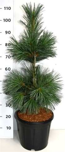Pinus flex. 'Vanderwolf's Pyramid'