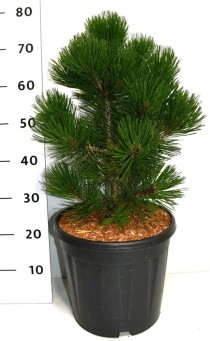Pinus heldreichii 'Malinki'