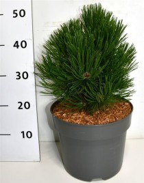 Pinus leucodermis 'Schmidtii'