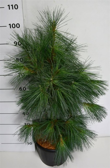 Pinus monticola 'Ammerland'