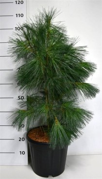 Pinus monticola 'Ammerland'