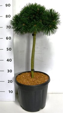 Pinus mugo 'Green Pearl'