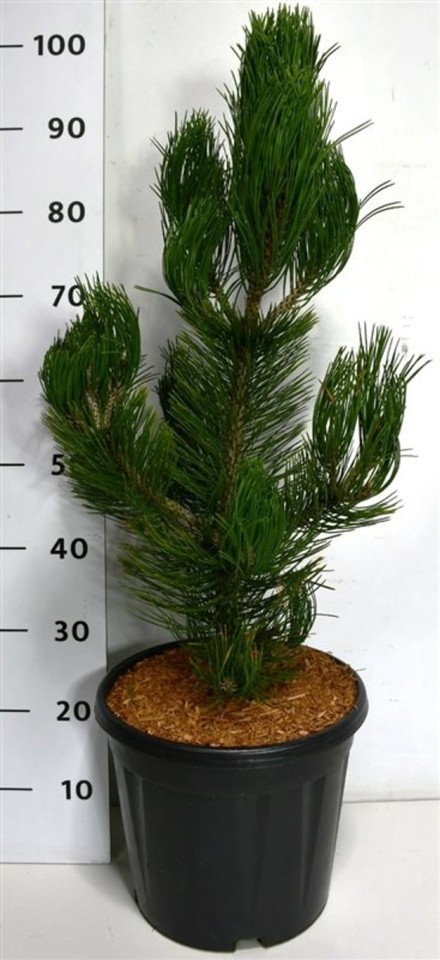 Pinus heldreichii 'Satellit'