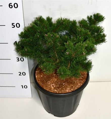 Pinus mugo 'Klosters Grun'