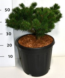 Pinus mugo 'Klosters Grun'